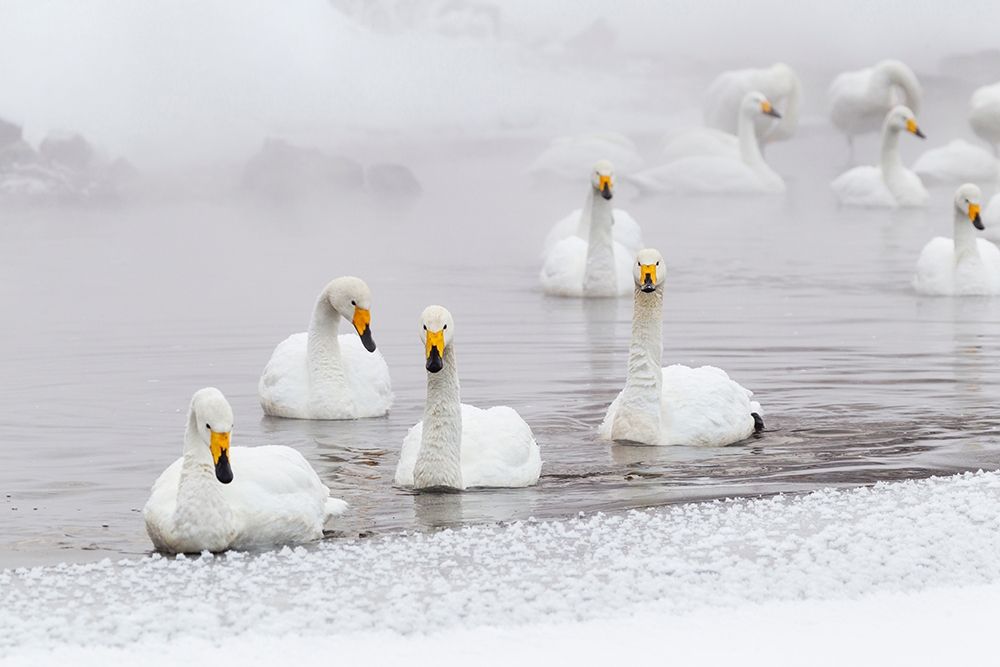 Japan-Hokkaido A group of whooper swans swim  art print by Ellen Goff for $57.95 CAD